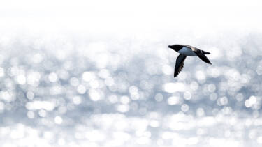 Image assets by Rachel Bigsby for Nikon magazine, using the NIKKOR Z 600mm f/6.3