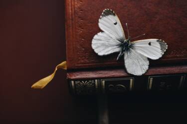 Nikon magazine - the NIKKOR Z DX MC 35mm f/1.7