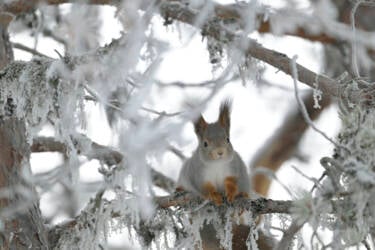 Nikon magazine - NIC recipe 